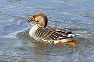 Greylag Goose male - click to enlarge