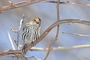 Pine Siskin - click to enlarge