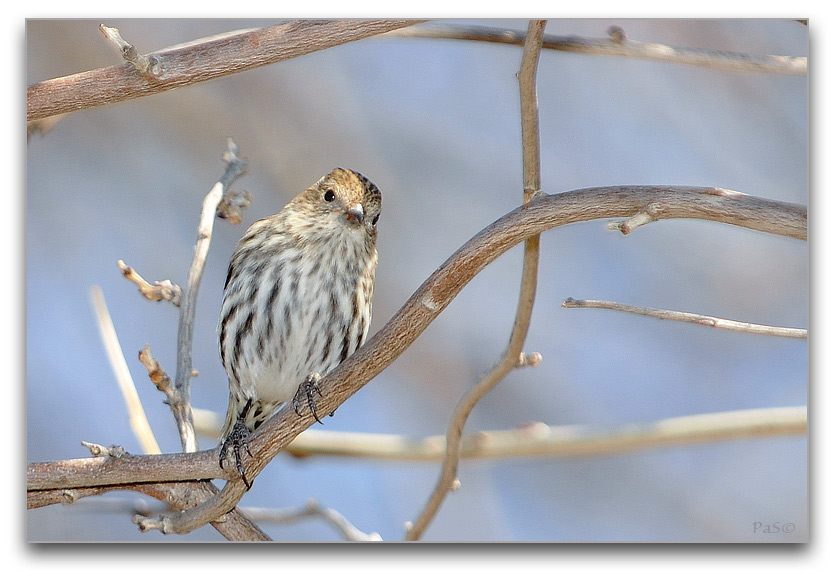 Pine Siskin _DSC17052.JPG - click to enlarge image