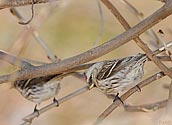 Common Redpoll - click to enlarge