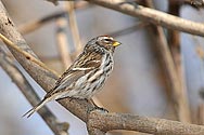 Common Redpoll - click to enlarge