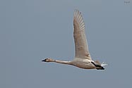 Tundra Swan in flight - click to enlarge