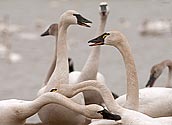 Tundra Swan - click to enlarge