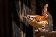 Carolina Wren - click to enlarge