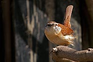 Carolina Wren - click to enlarge