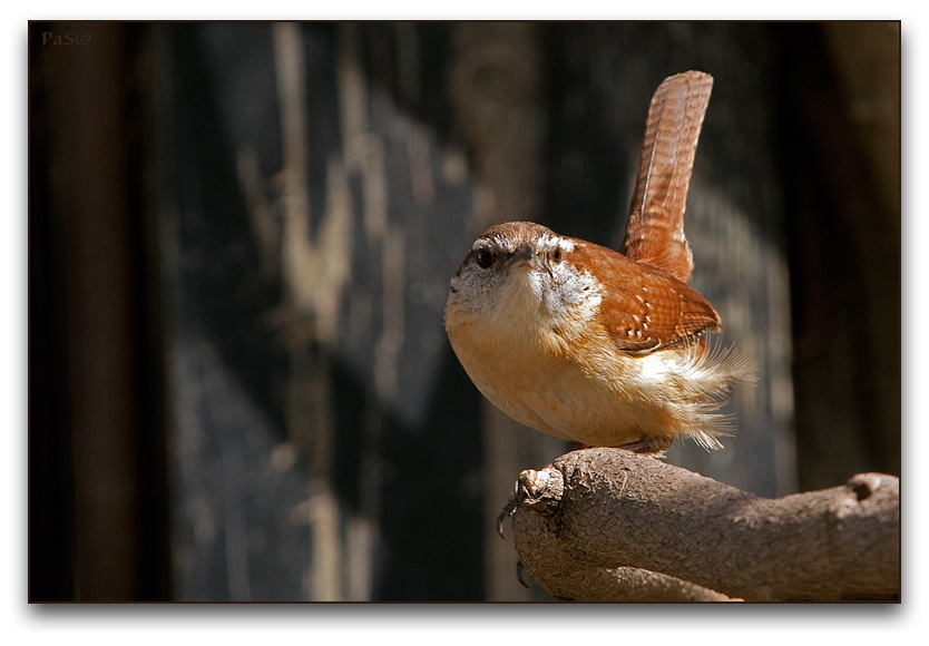 Carolina Wren _DSC18089.JPG - click to enlarge image