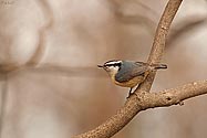 Red-breasted Nuthatch - click to enlarge