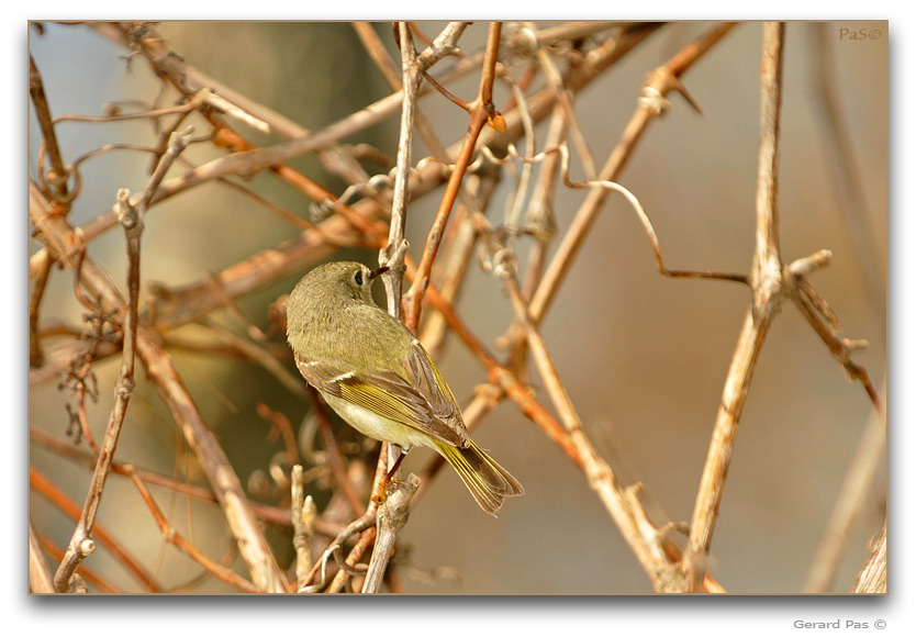 Ruby-crowned Kinglet _DSC19551.JPG - click to enlarge image