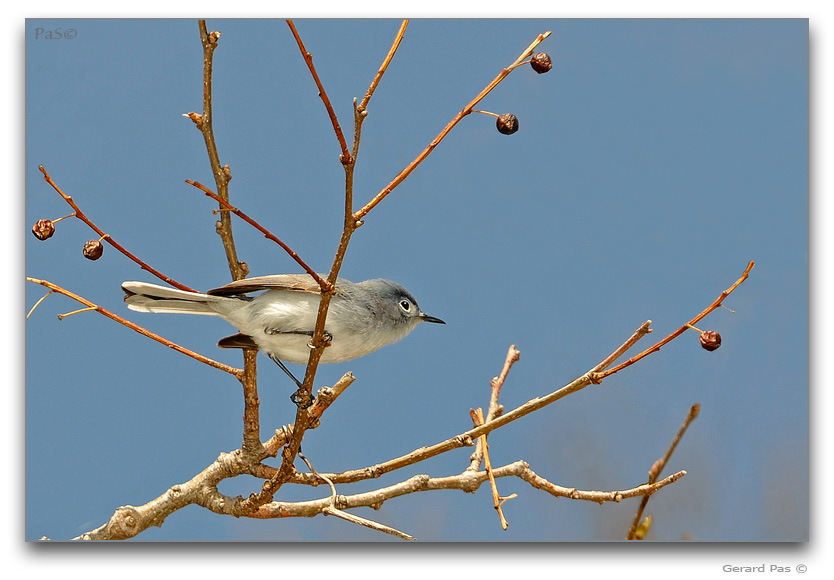 Blue-gray Gnatcatcher _DSC19565.JPG - click to enlarge image
