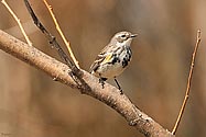 Yellow-rumped Warbler - click to enlarge