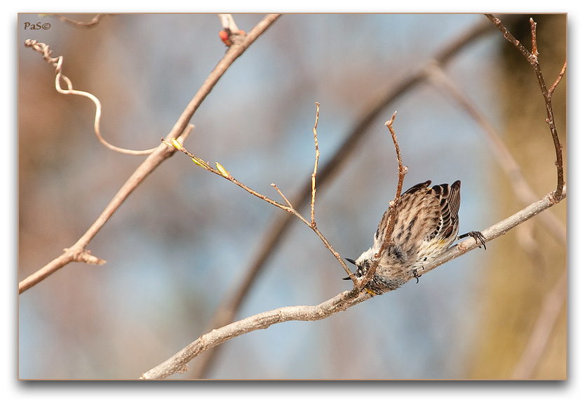 Yellow-rumped Warbler _DSC19610.JPG - click to enlarge image