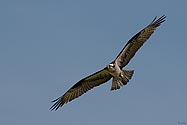 Osprey in flight - click to enlarge