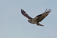 Osprey in flight - click to enlarge