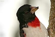 Rose-breasted Grosbeak - click to enlarge