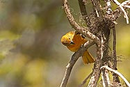 Baltimore Oriole female - click to enlarge