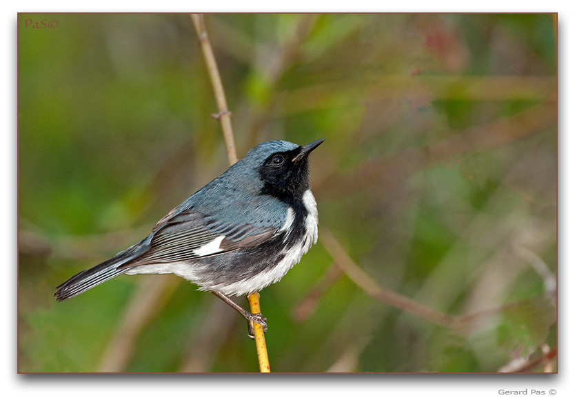 Black-throated Blue Warbler _DSC20124.JPG - click to enlarge image