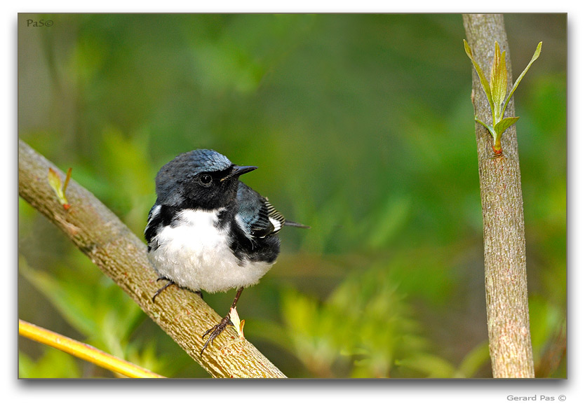 Black-throated Blue Warbler _DSC20126.JPG - click to enlarge image
