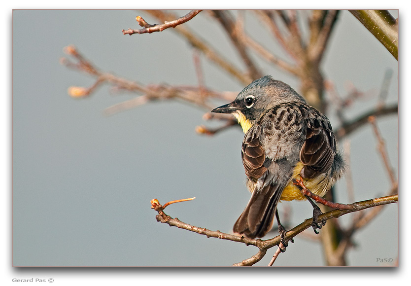 Kirtland's Warbler _DSC20252.JPG - click to enlarge image