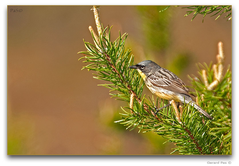 Kirtland's Warbler _DSC20296.JPG - click to enlarge image