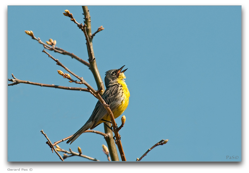 Kirtland's Warbler _DSC20348.JPG - click to enlarge image