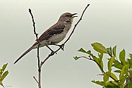 Northern Mockingbird - click to advance