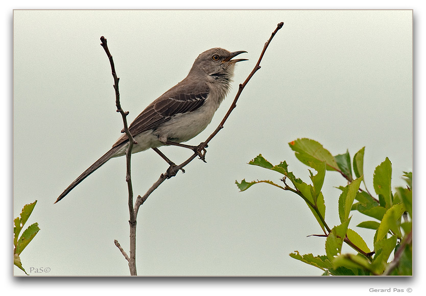 Northern Mockingbird _DSC20610.JPG - click to enlarge image