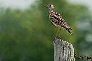 Upland Sandpiper - click to enlarge