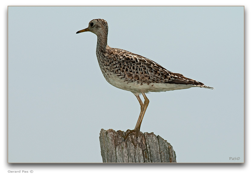 Upland Sandpiper _DSC20701.JPG - click to enlarge image