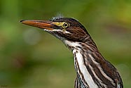 Green Heron - click to enlarge