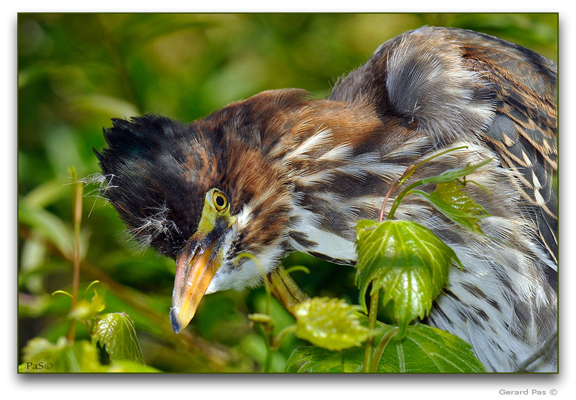 Green Heron _DSC21736.JPG - click to enlarge image