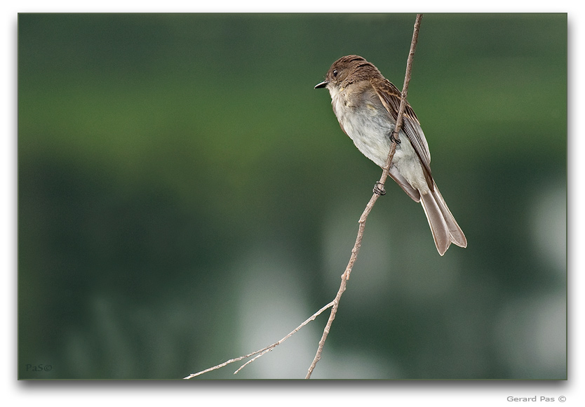 Eastern Phoebe _DSC22406.JPG - click to enlarge image