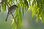 Eastern Phoebe - click to advance