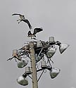 Osprey - North London Nest - click to enlarge