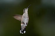 Ruby-throated Hummingbird - click to enlarge