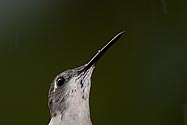 Ruby-throated Hummingbird - click to enlarge