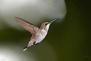 Ruby-throated Hummingbird - click to enlarge