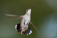 Ruby-throated Hummingbird - click to enlarge