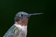 Ruby-throated Hummingbird - click to enlarge