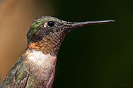 Ruby-throated Hummingbird - click to enlarge
