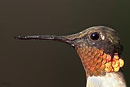 Ruby-throated Hummingbird - click to enlarge