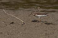 Solitary Sandpiper - click to enlarge