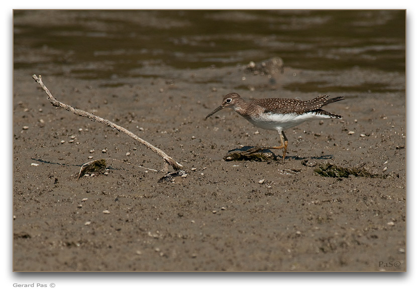 Solitary Sandpiper _DSC24148.JPG - click to enlarge image