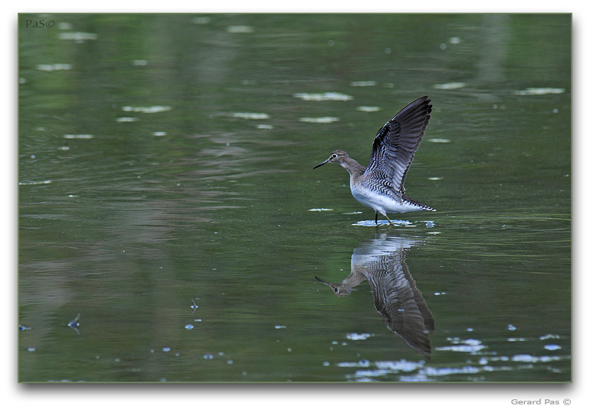 Solitary Sandpiper _DSC24581.JPG - click to enlarge image