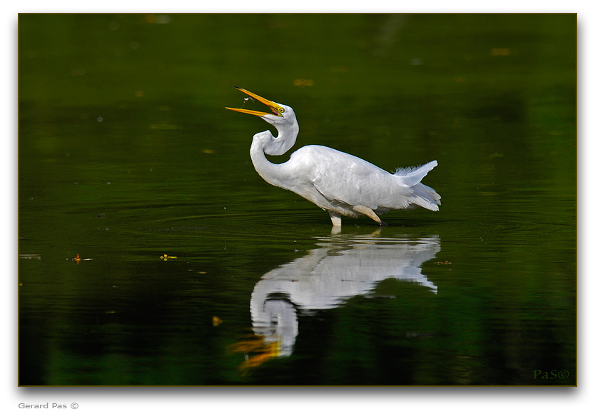 Great Egret _DSC24774.JPG - click to enlarge image