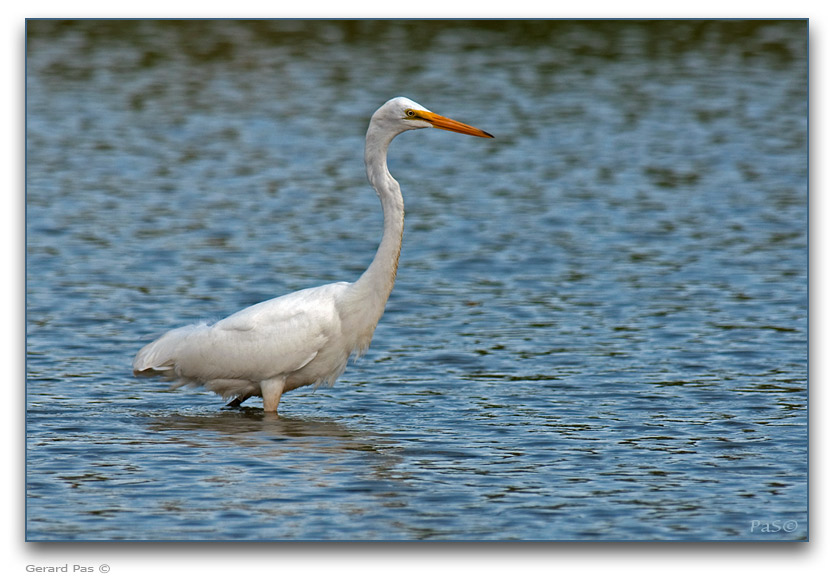Great Egret _DSC24844.JPG - click to enlarge image