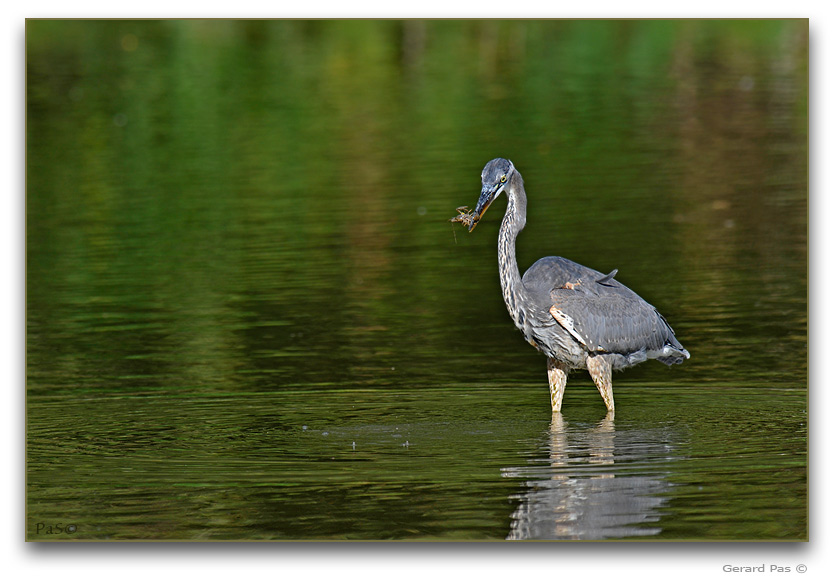 Great Blue Heron _DSC24954.JPG - click to enlarge image
