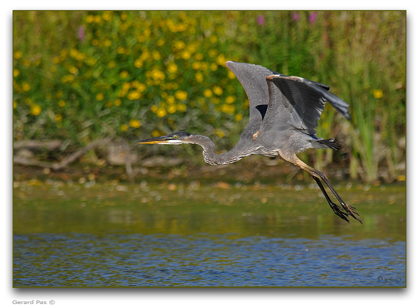 Great Blue Heron _DSC25049.JPG - click to enlarge image