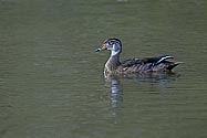 Wood Duck female - click to enlarge