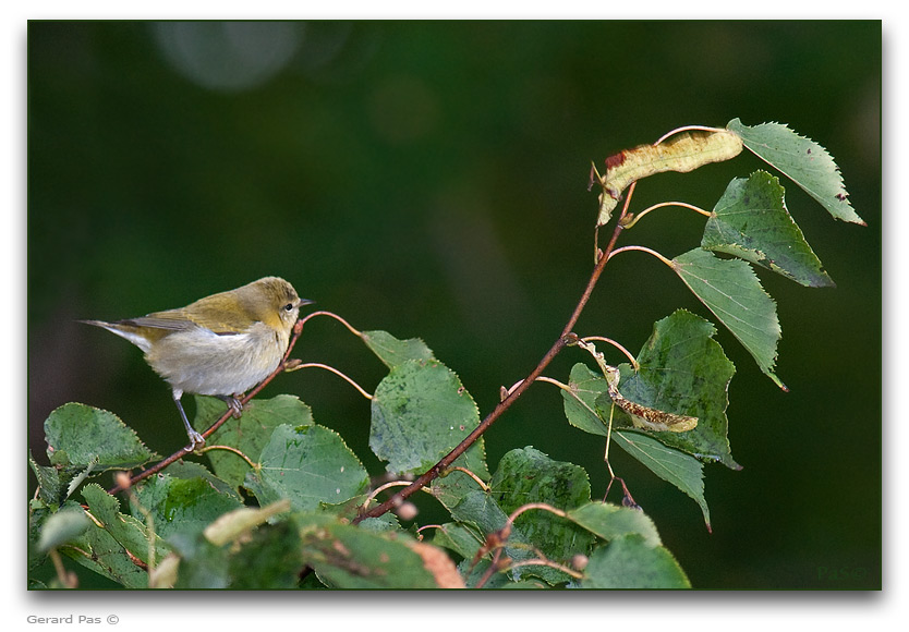 Tennessee Warbler _DSC25398.JPG - click to enlarge image