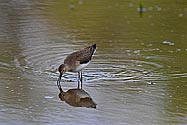 Solitary Sandpiper - click to enlarge